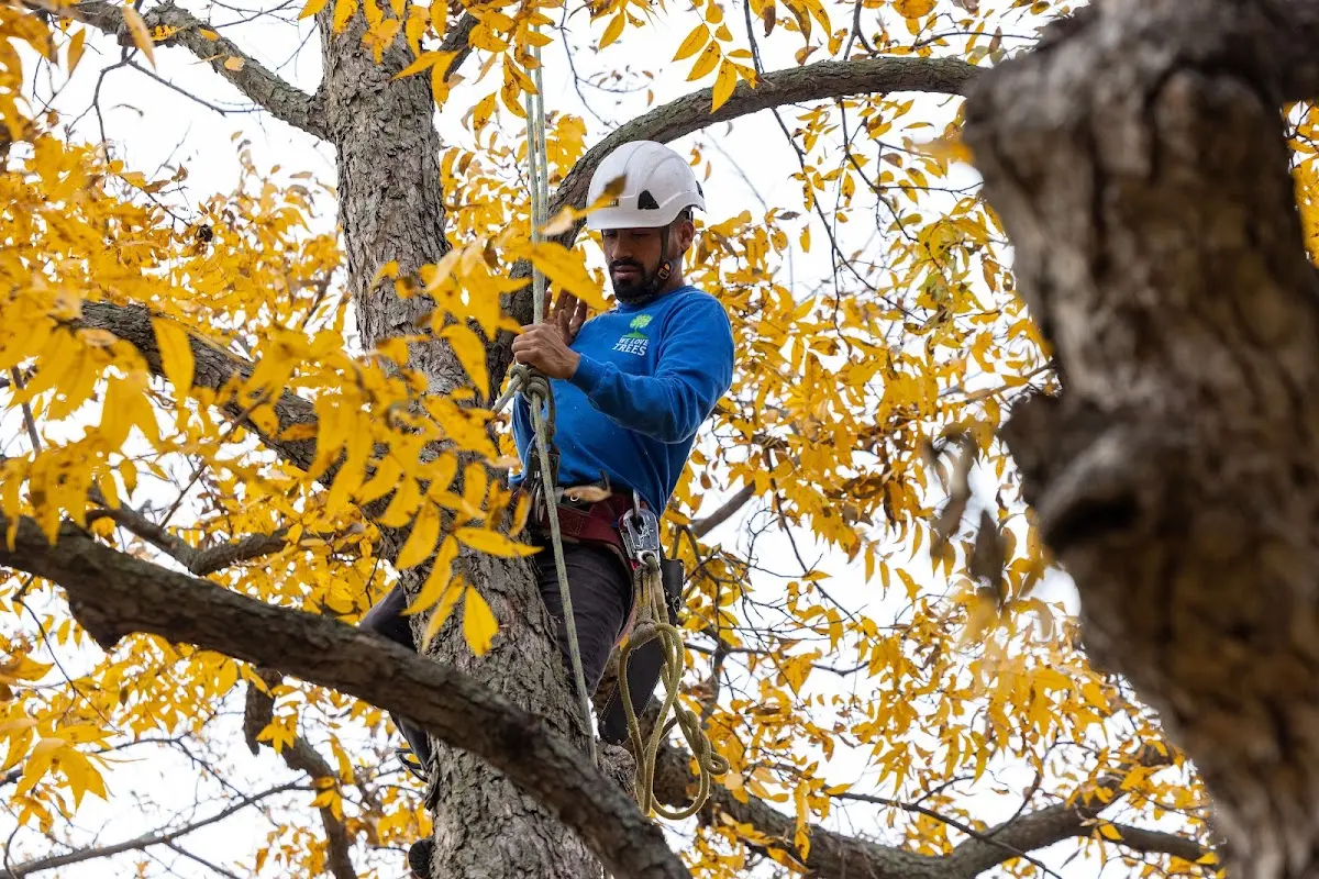 Skilled Tree Transplanting crew working in Palmyra